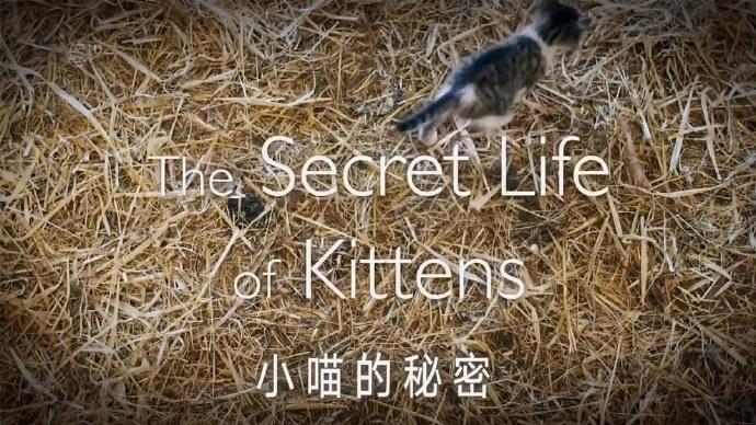 小猫的秘密 The Secret Life of Kittens [2016][纪录片][英国]